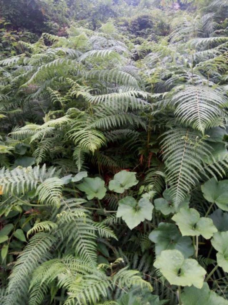蕨根淀粉散装