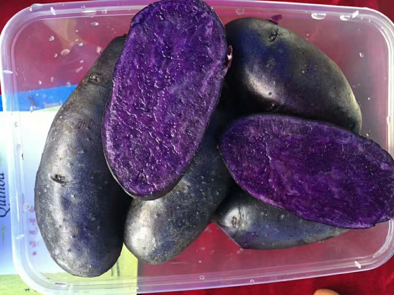 黑土豆2两以上精品