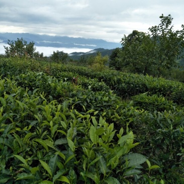 普洱茶一级