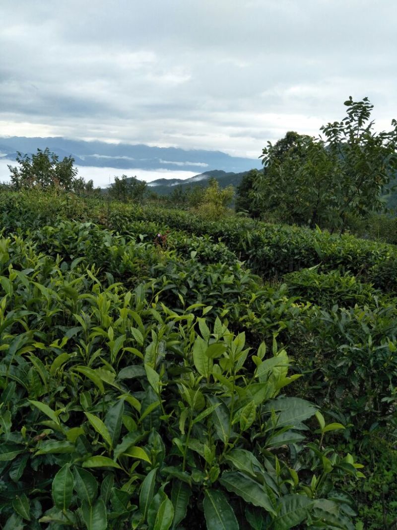 普洱茶一级