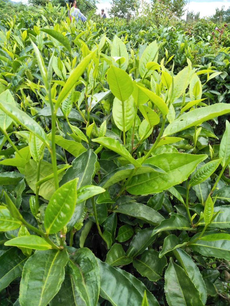普洱茶一级