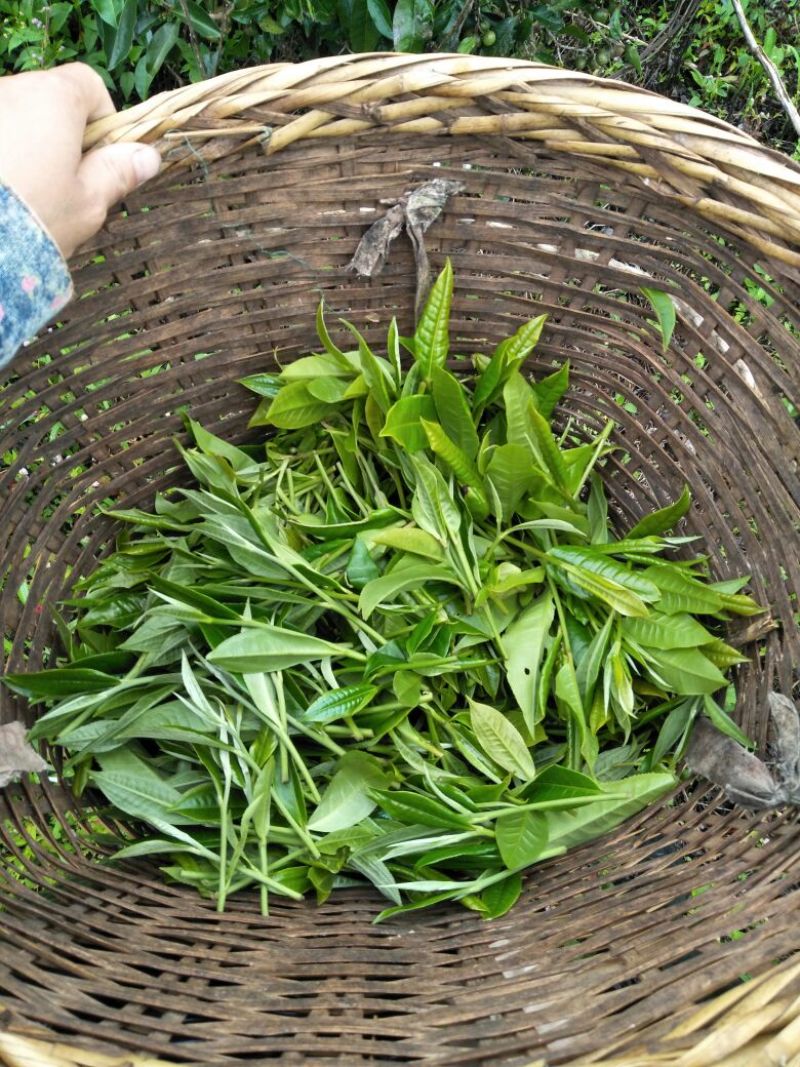 普洱茶一级