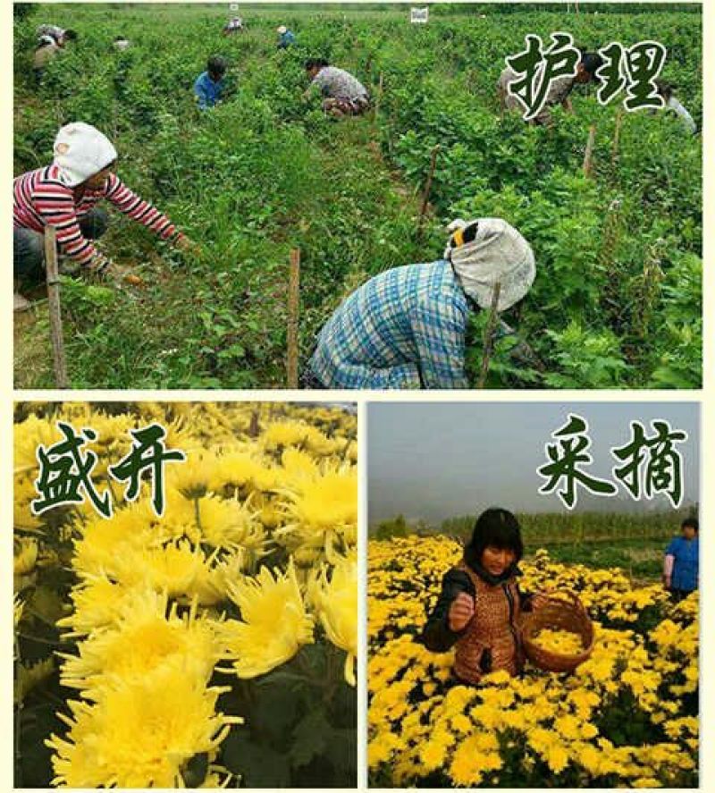 金丝皇菊茶特级
