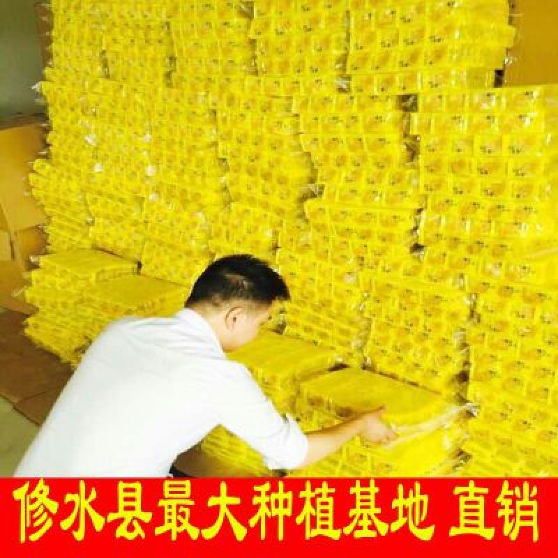 金丝皇菊茶特级