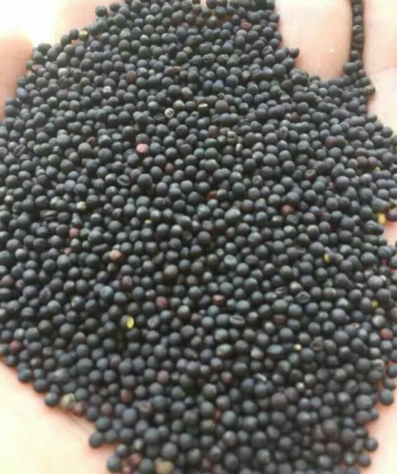 油菜籽1级