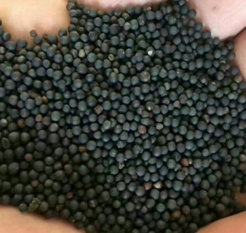 油菜籽1级