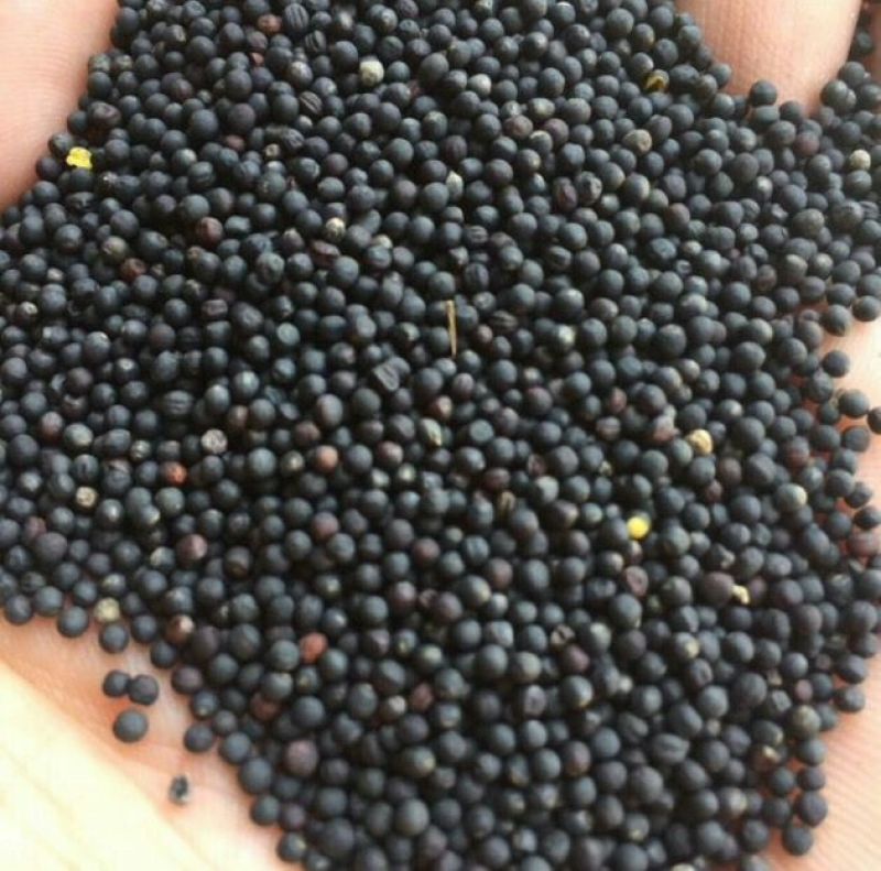 油菜籽1级