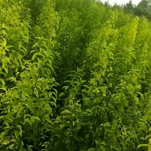 李子苗脆李子苗五月脆苗100~150cm基地直供