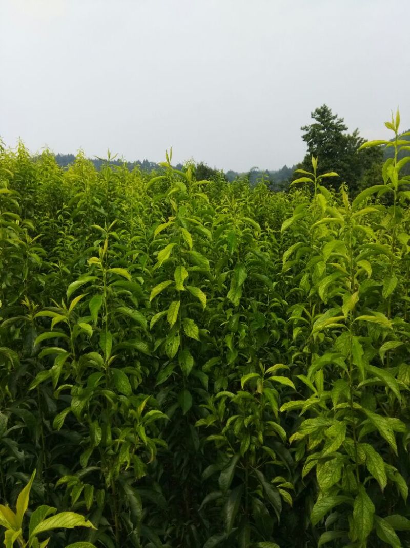 李子苗脆李子苗五月脆苗100~150cm基地直供