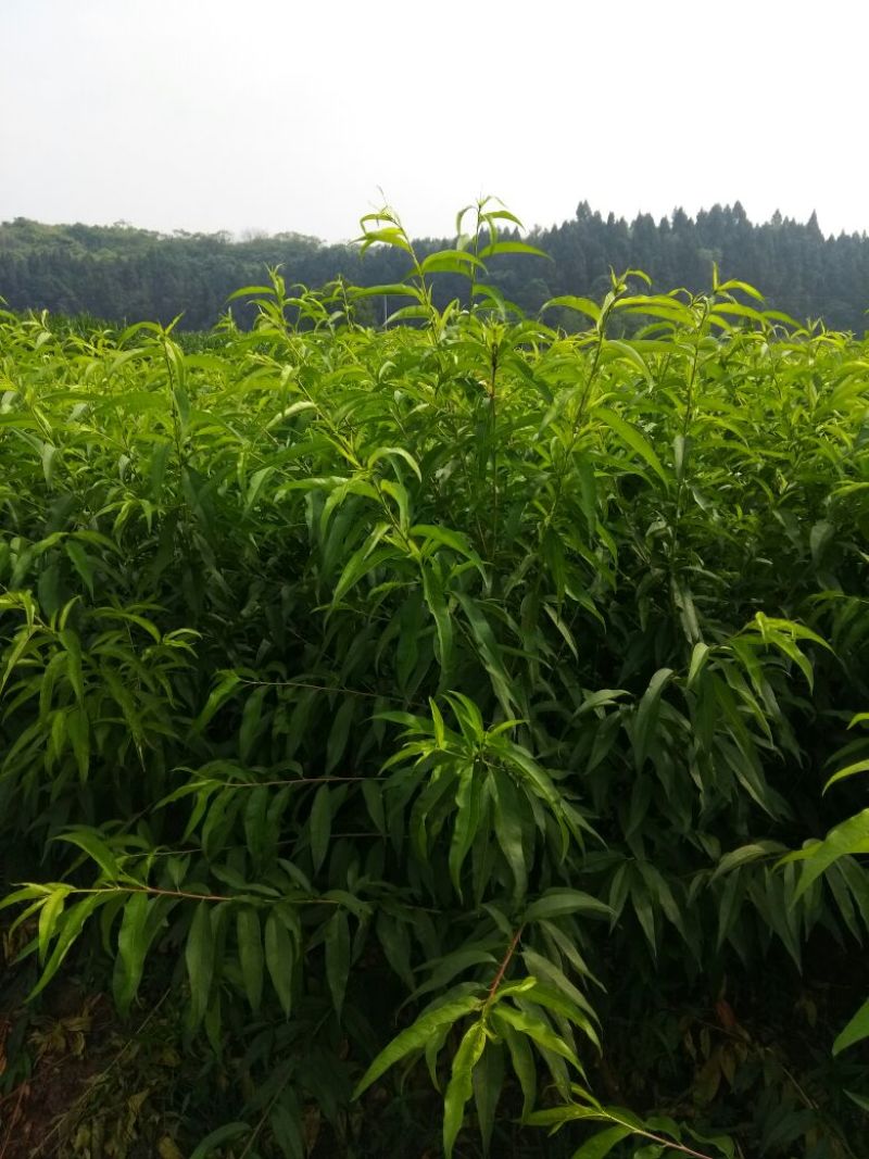 李子苗脆李子苗五月脆苗100~150cm基地直供