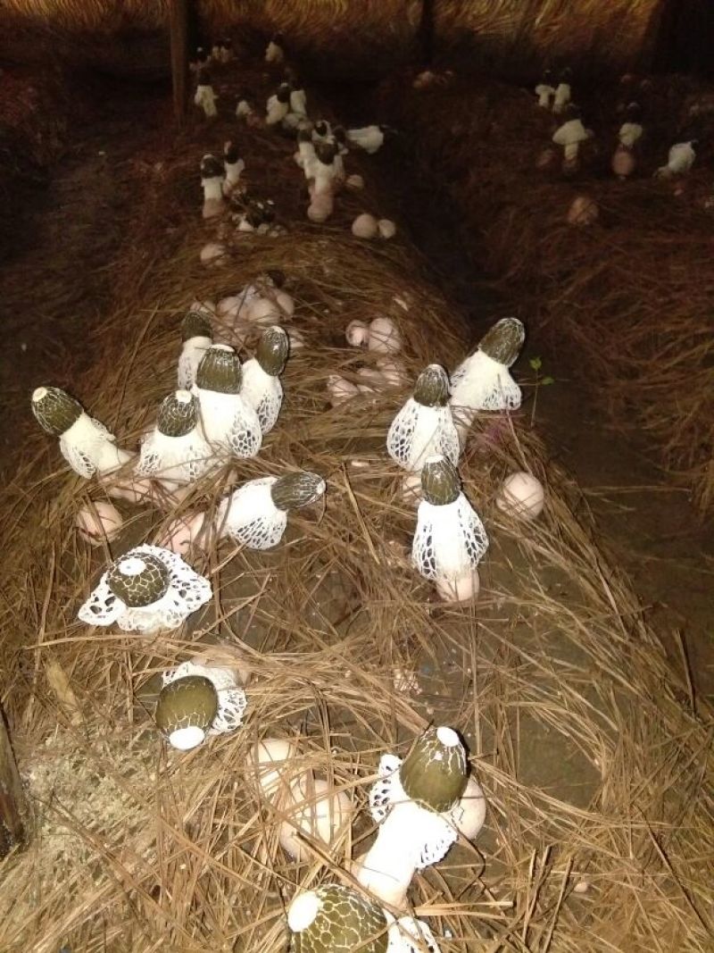 红托竹荪特级