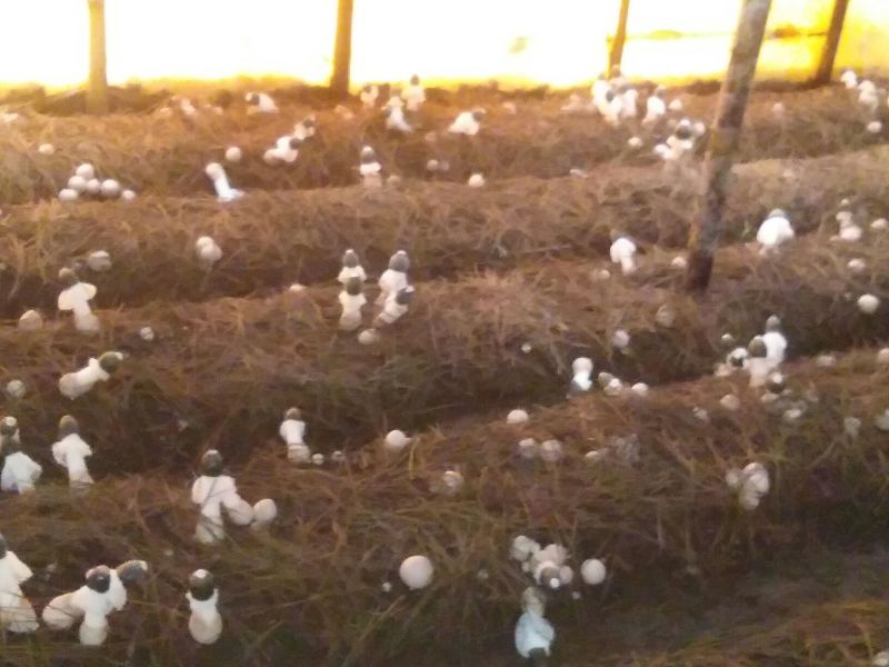 红托竹荪特级