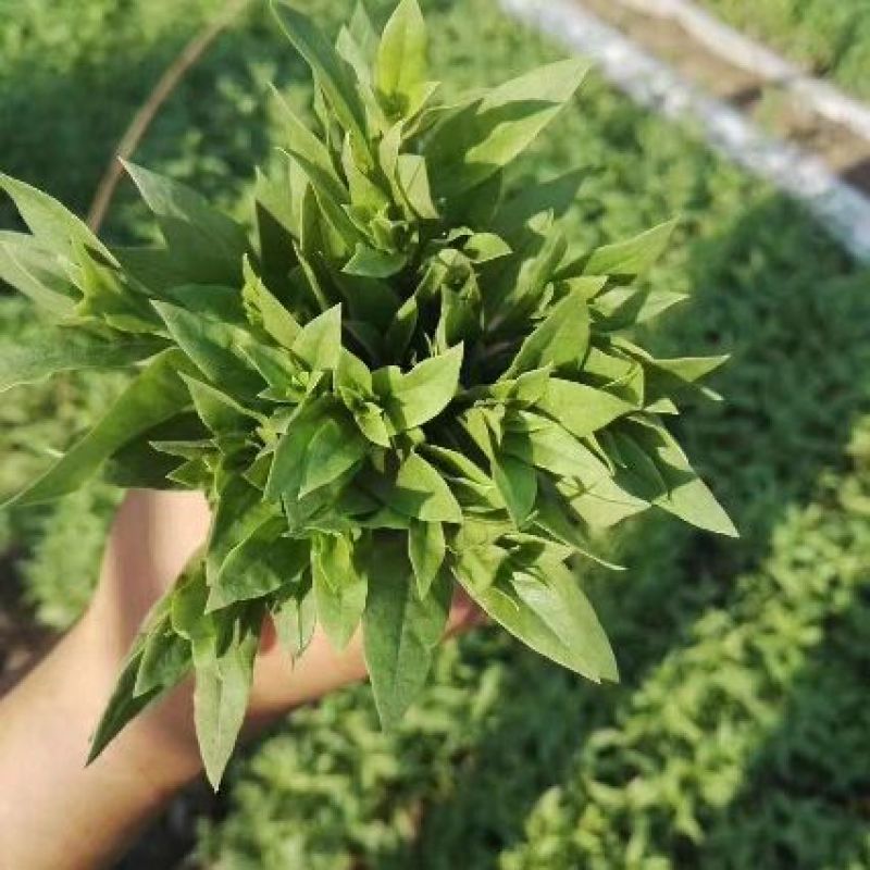 枸杞叶
