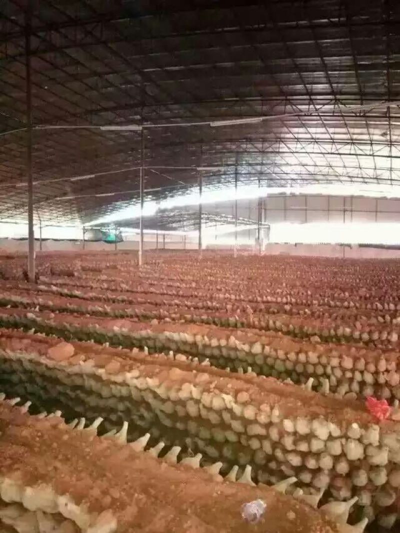 葛根苗