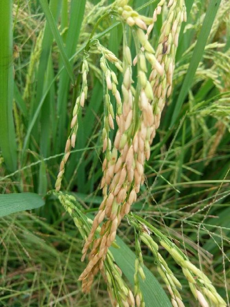 稻谷湖北枣阳水稻，出米率高