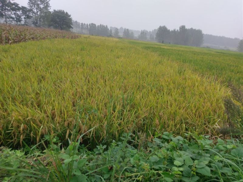 稻谷湖北枣阳水稻，出米率高
