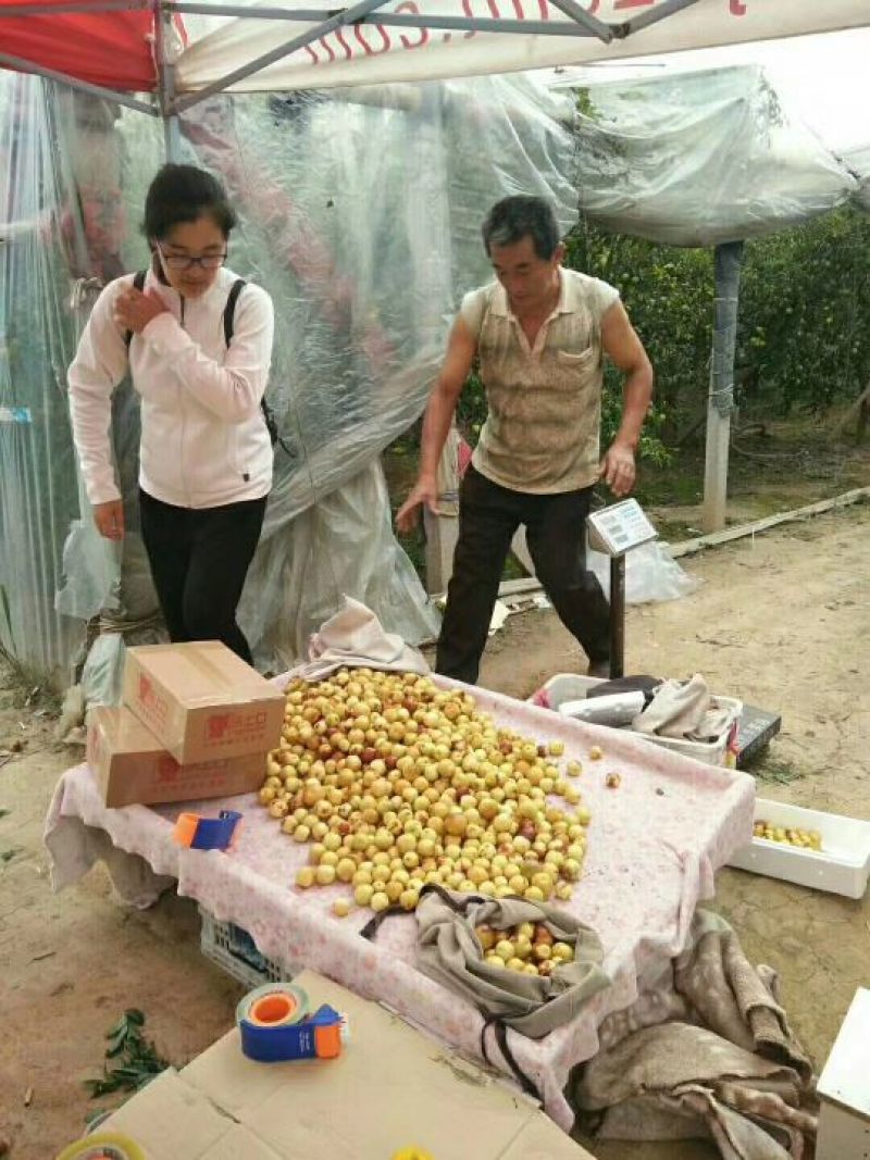 沾化冬枣拐一