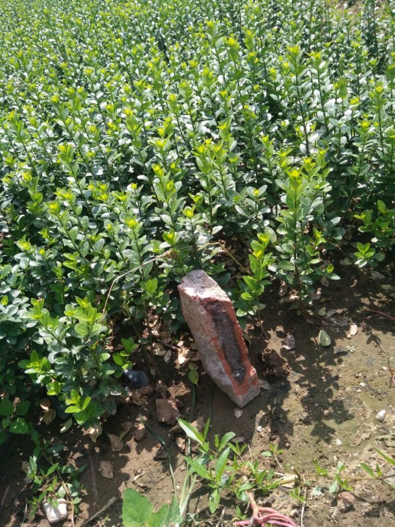 卫矛2~4cm6~8cm0.5~1米