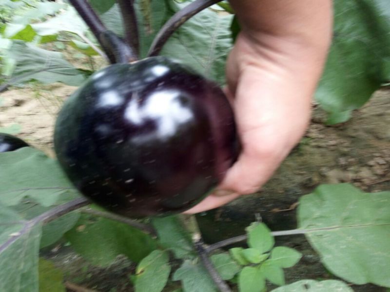 圆茄