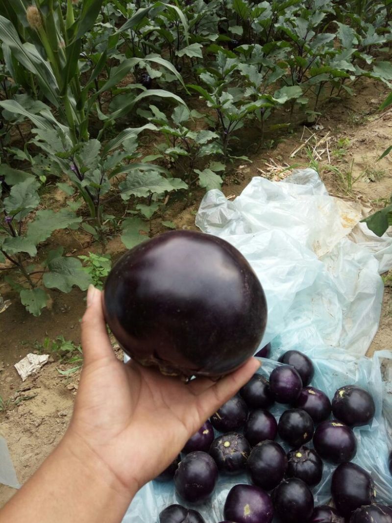 圆茄