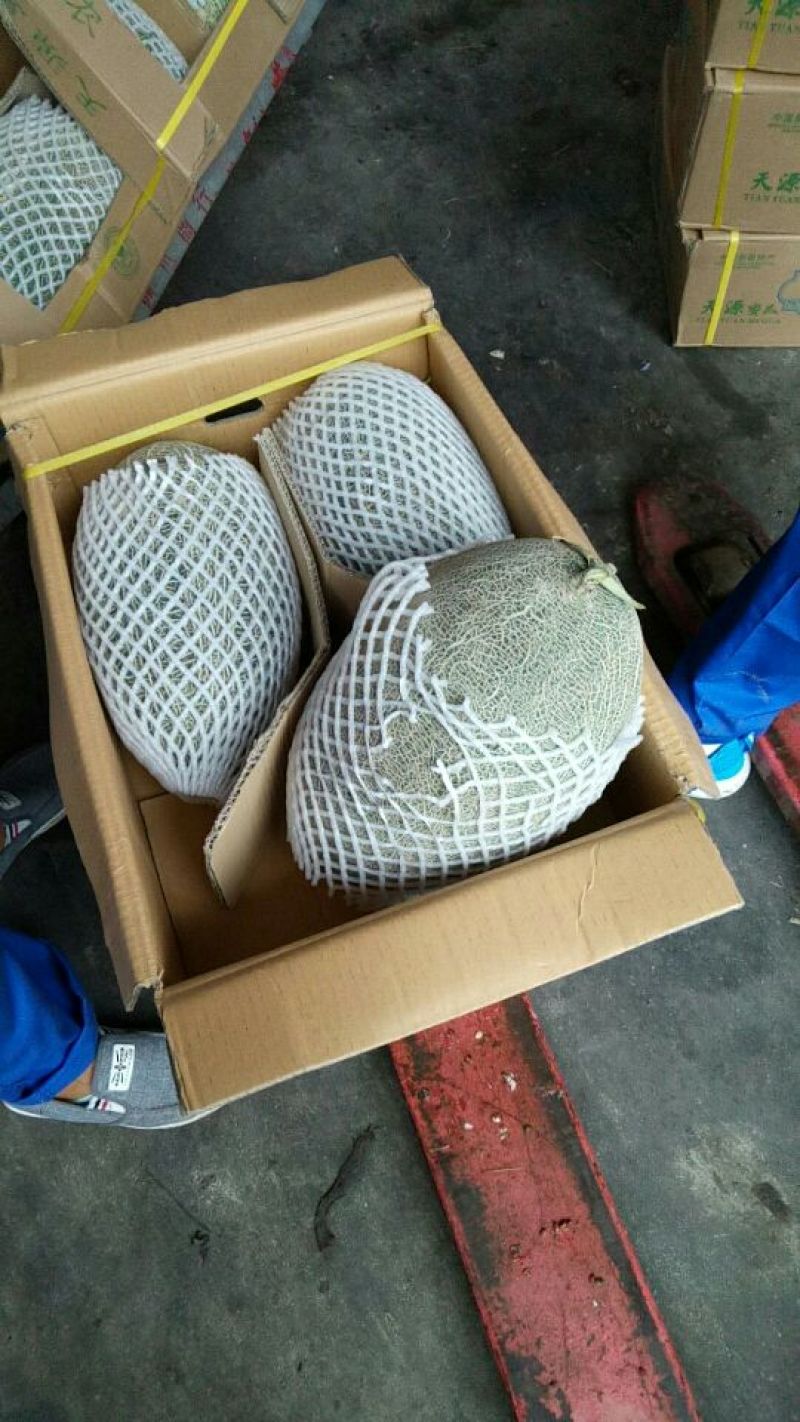 伽师瓜5斤以上椭圆形