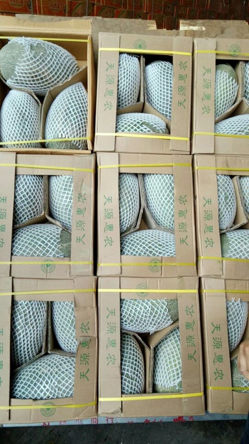 伽师瓜5斤以上椭圆形