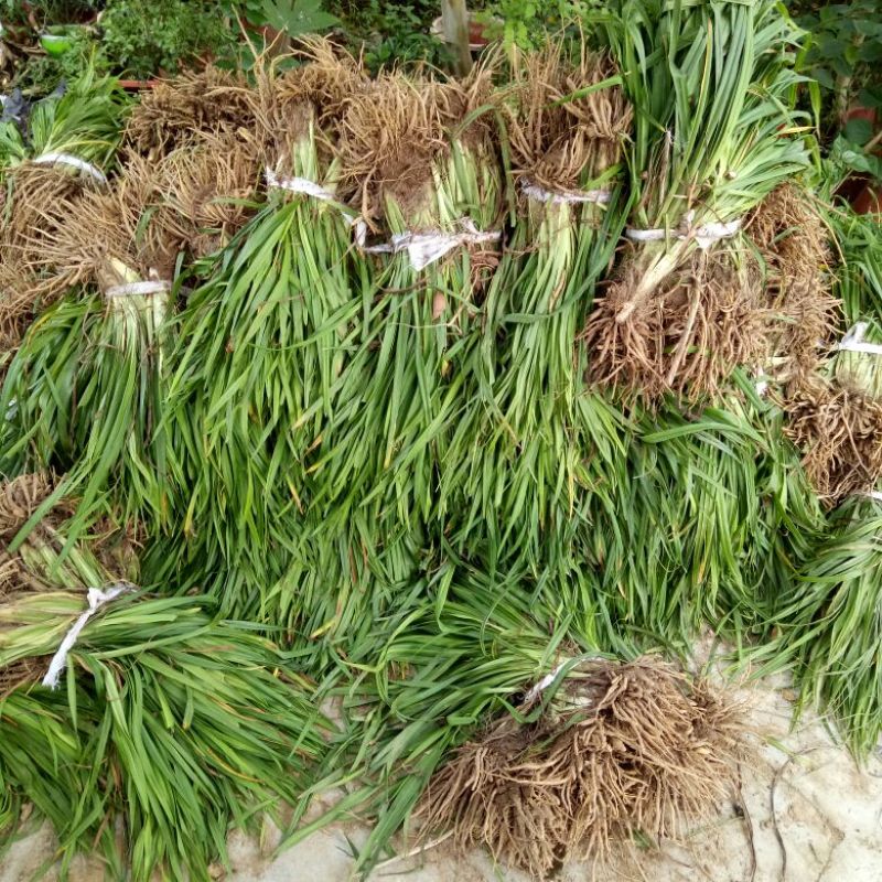 萱草红宝石萱草量大优惠
