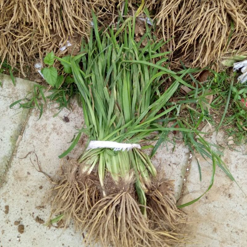 萱草红宝石萱草量大优惠