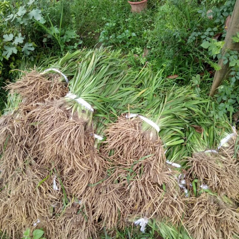 萱草红宝石萱草量大优惠