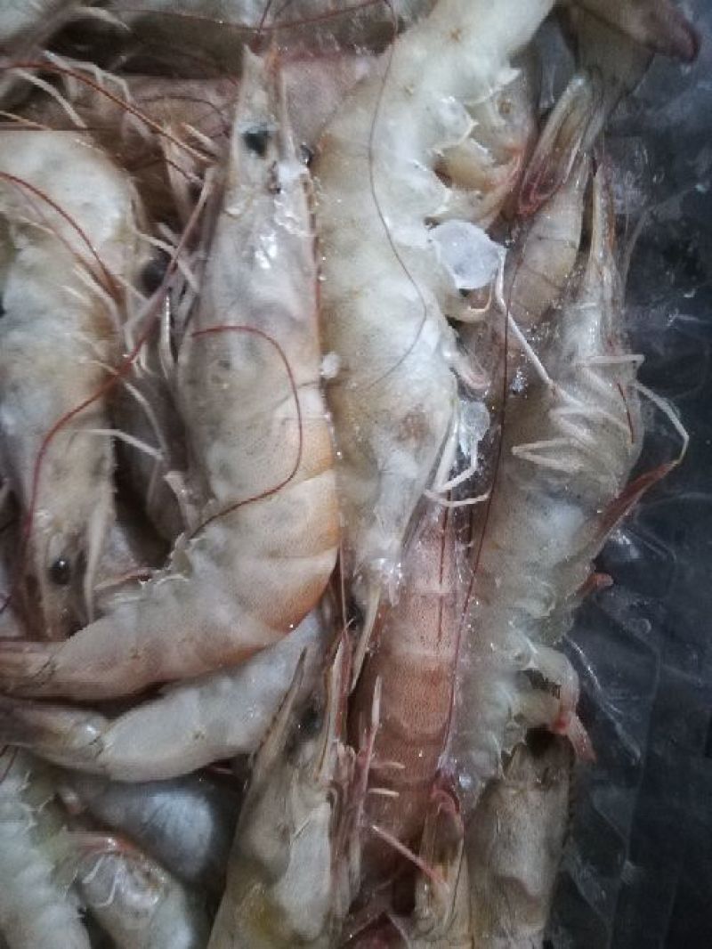 南美白对虾食用冻虾