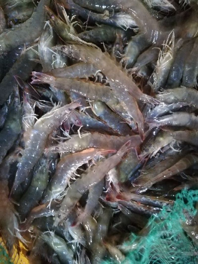 南美白对虾食用冻虾