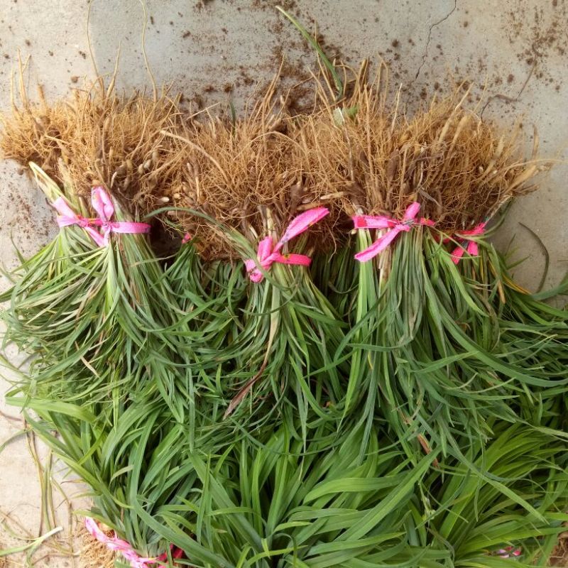 大花萱草地栽苗量大优惠