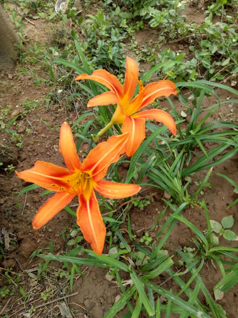 大花萱草地栽苗量大优惠