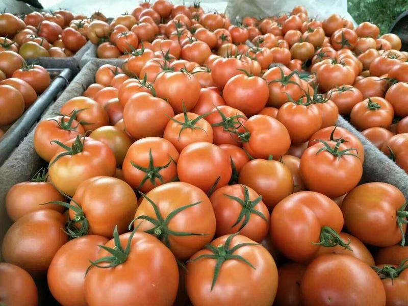 【精品】山东7845西红柿主产地专业代收代发货源充足
