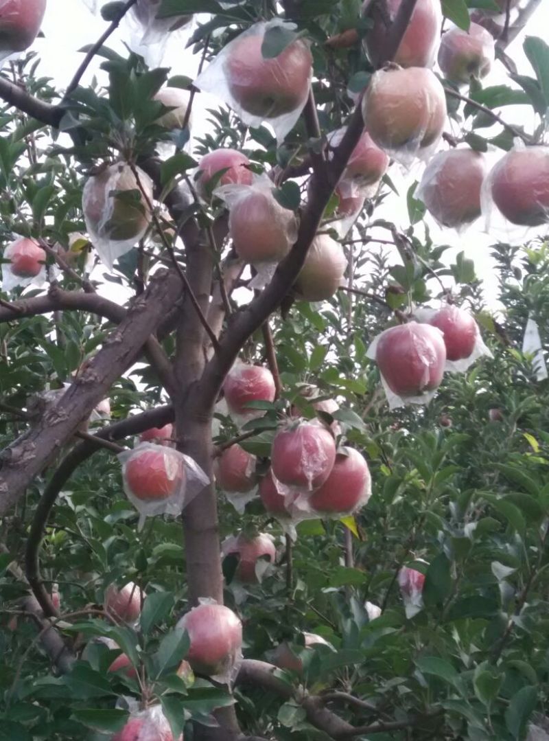 红星苹果75mm以上膜袋