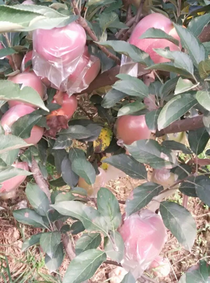 红星苹果75mm以上膜袋