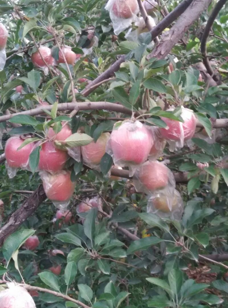 红星苹果75mm以上膜袋