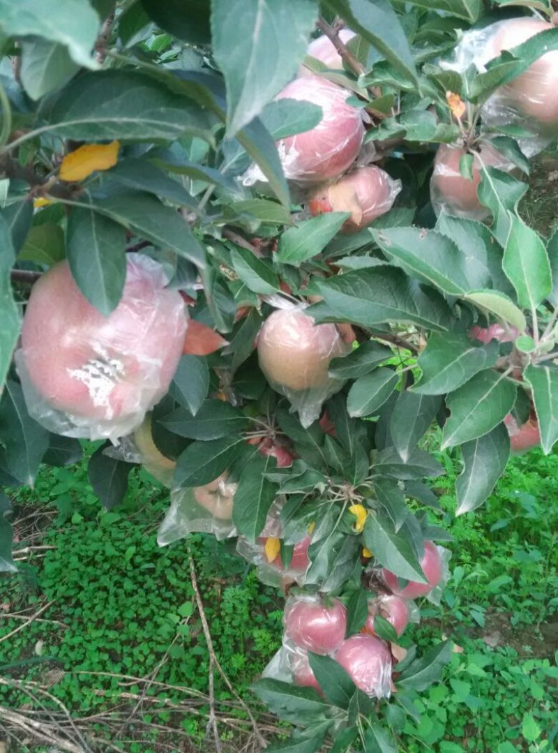 红星苹果75mm以上膜袋