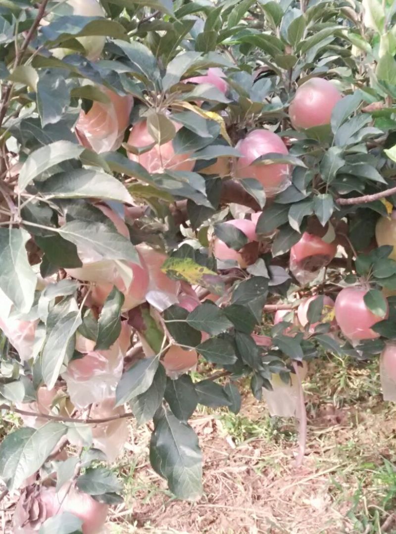 中秋王苹果80mm以上膜袋