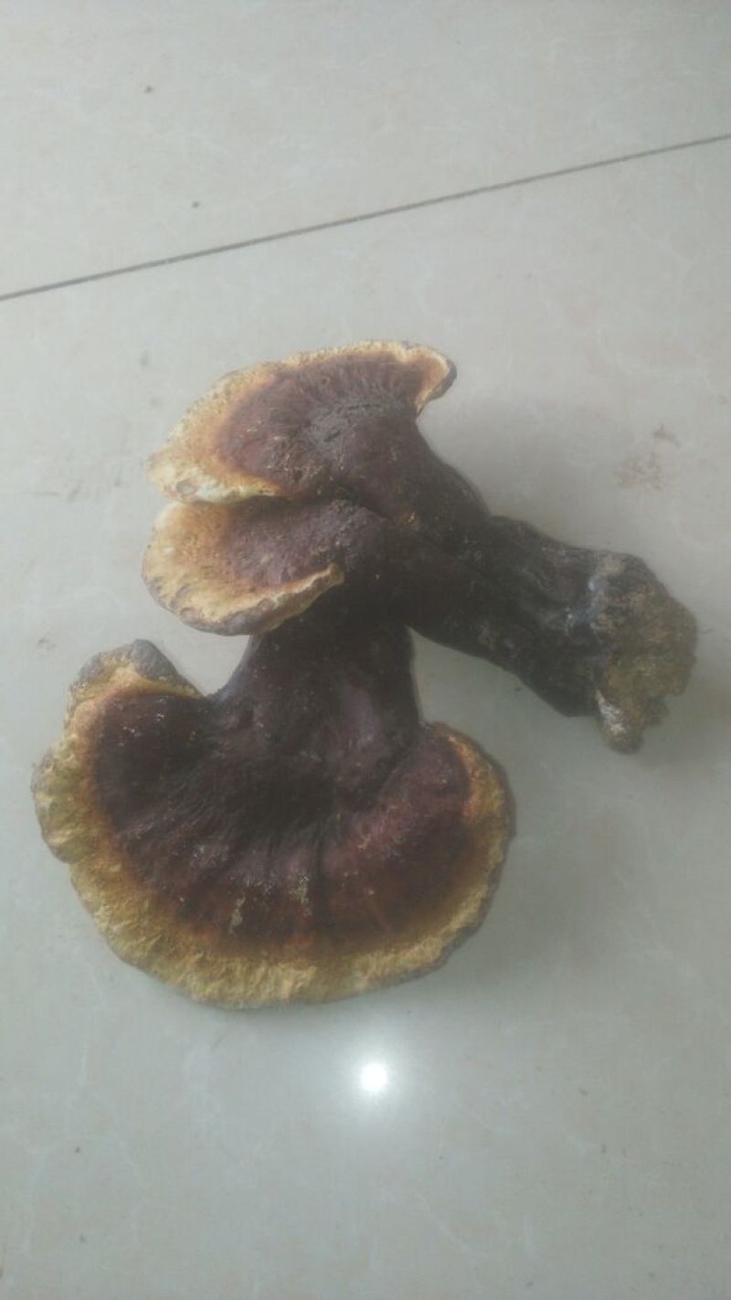 灵芝菇野生货源货源充足量大从优欢迎老板选购可视频