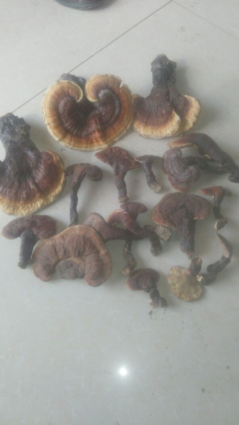 灵芝菇野生货源货源充足量大从优欢迎老板选购可视频