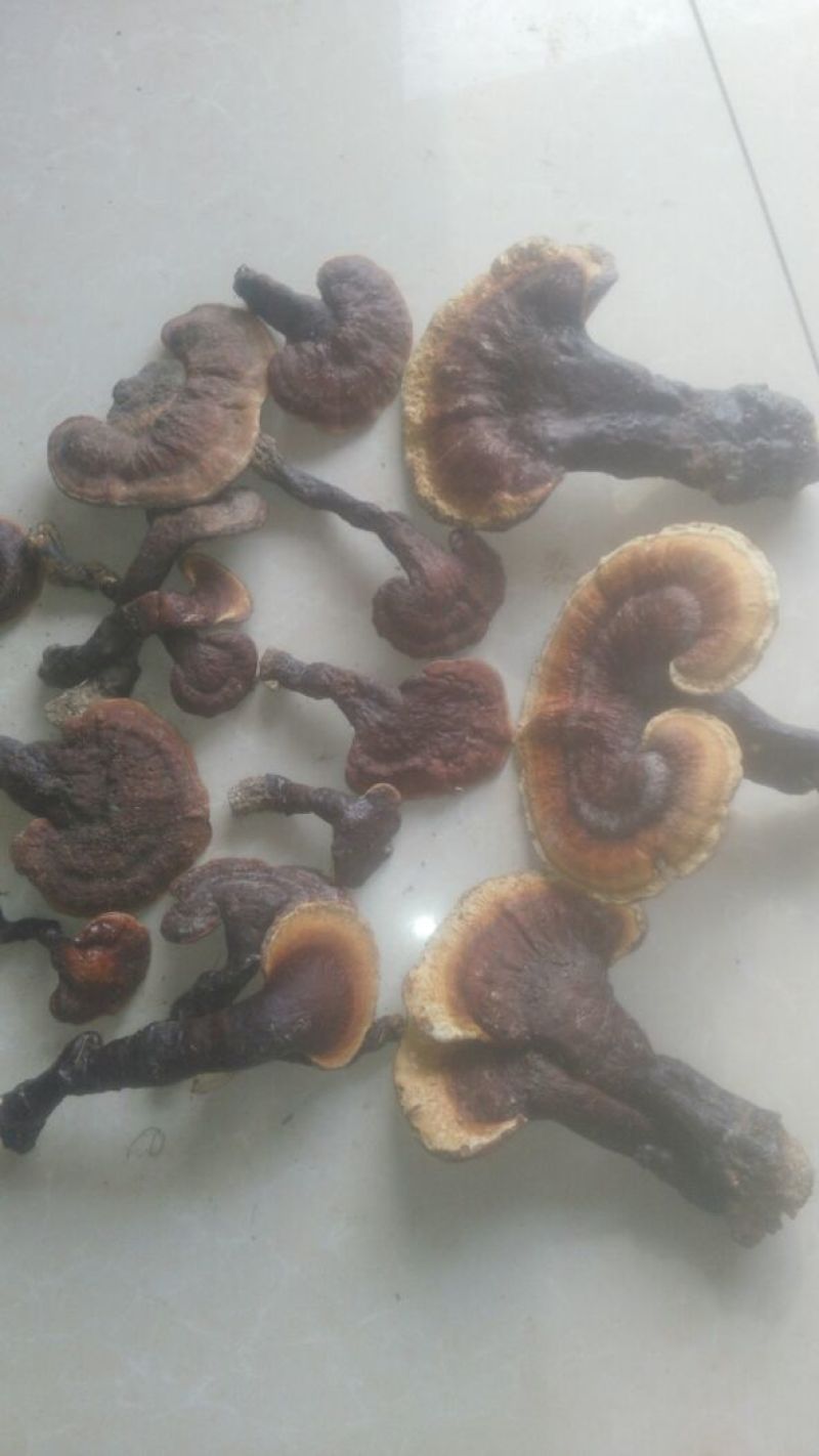 灵芝菇野生货源货源充足量大从优欢迎老板选购可视频