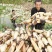 莲藕7~9厘米10~15厘米以上
