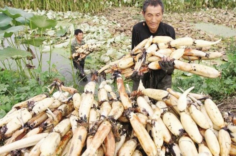 莲藕7~9厘米10~15厘米以上