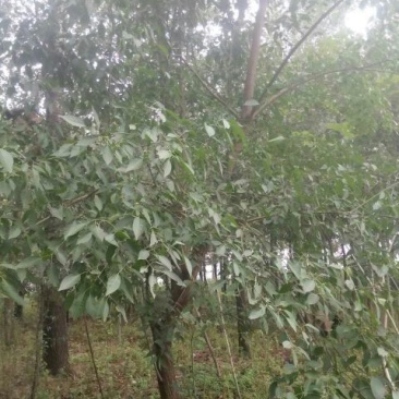 丝绵木261~300cm