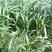苏丹草种子6斤/亩一年生春夏季播种(包邮)