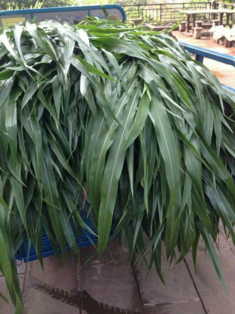 苏丹草种子6斤/亩一年生春夏季播种(包邮)