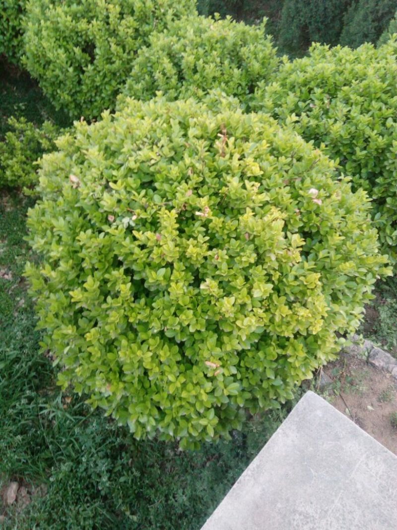 黄栌