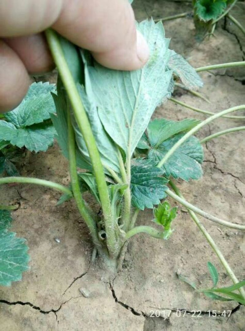 红颜草莓苗20~30cm