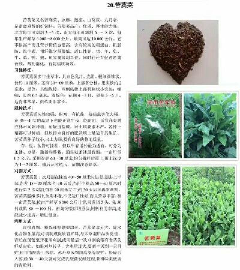苦荬菜种子多年生2斤/亩1斤/包春夏季播种